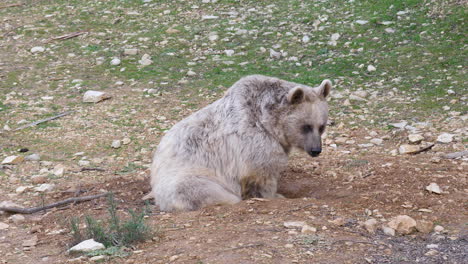 Bear-ursus-arctos-syriacus-sitting-on-the-ground-Montpellier-zoo-day-time